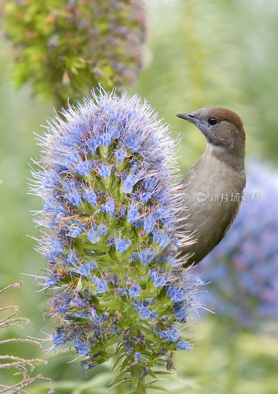 黑帽(Sylvia atricapilla)——《马德拉的骄傲》(Echium candans)